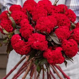 CELOSIA argentea var. cristata Orange Queen Improved