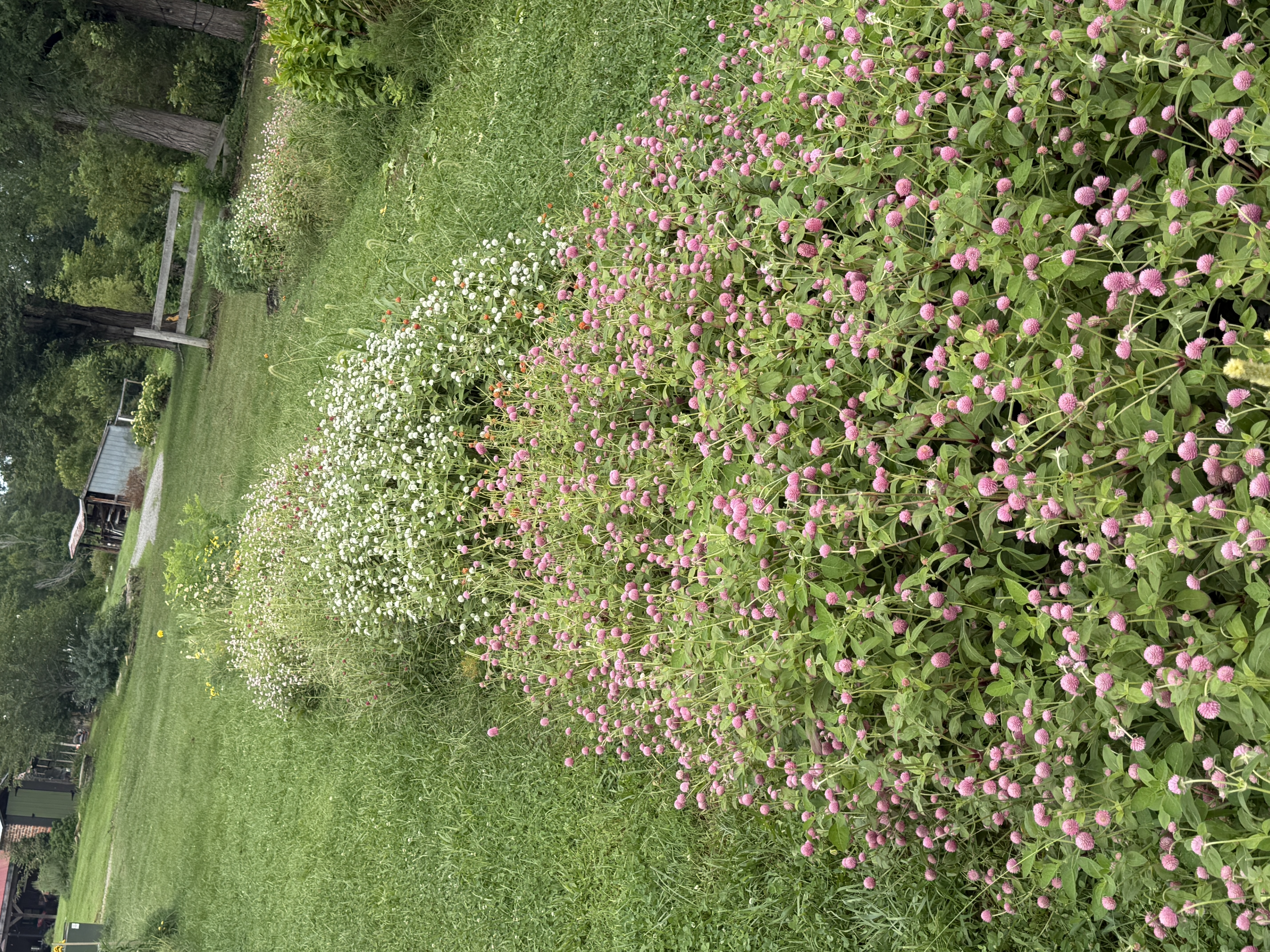 Mixed Gomphrena Bucket - Pink & White