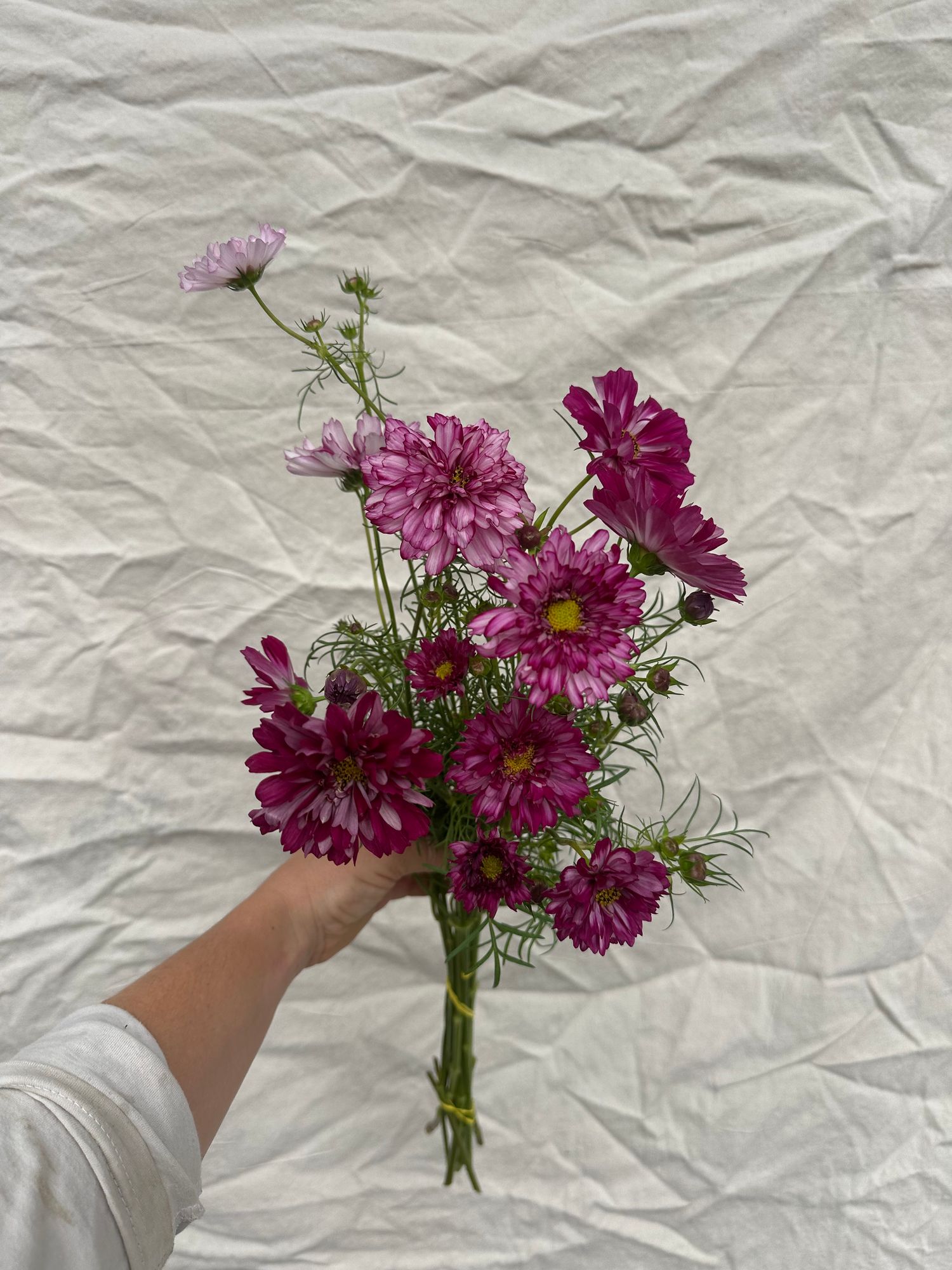 COSMOS bipinnatus Double Click Bicolor Violet