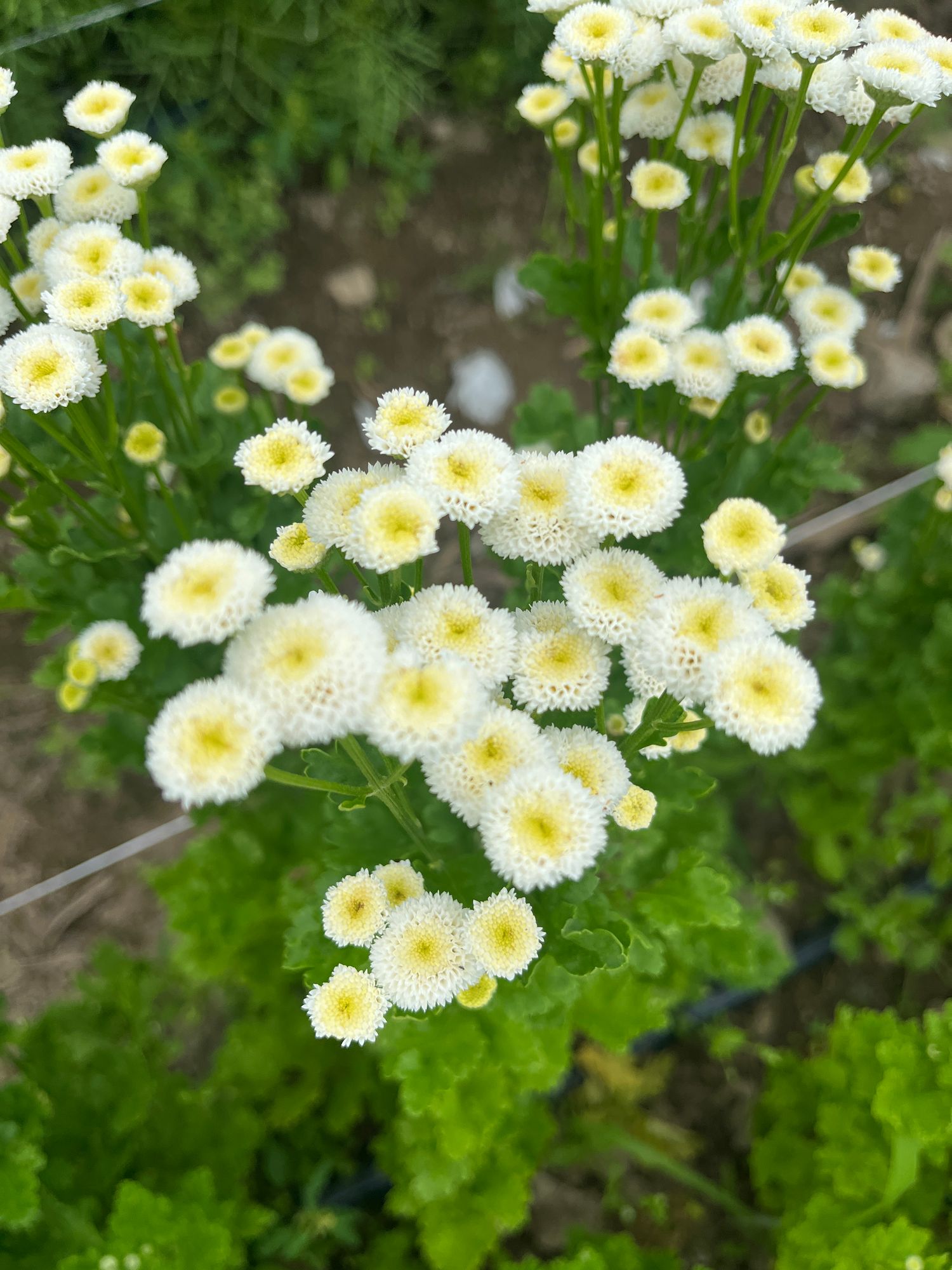 TANACETUM parthenium Virgo