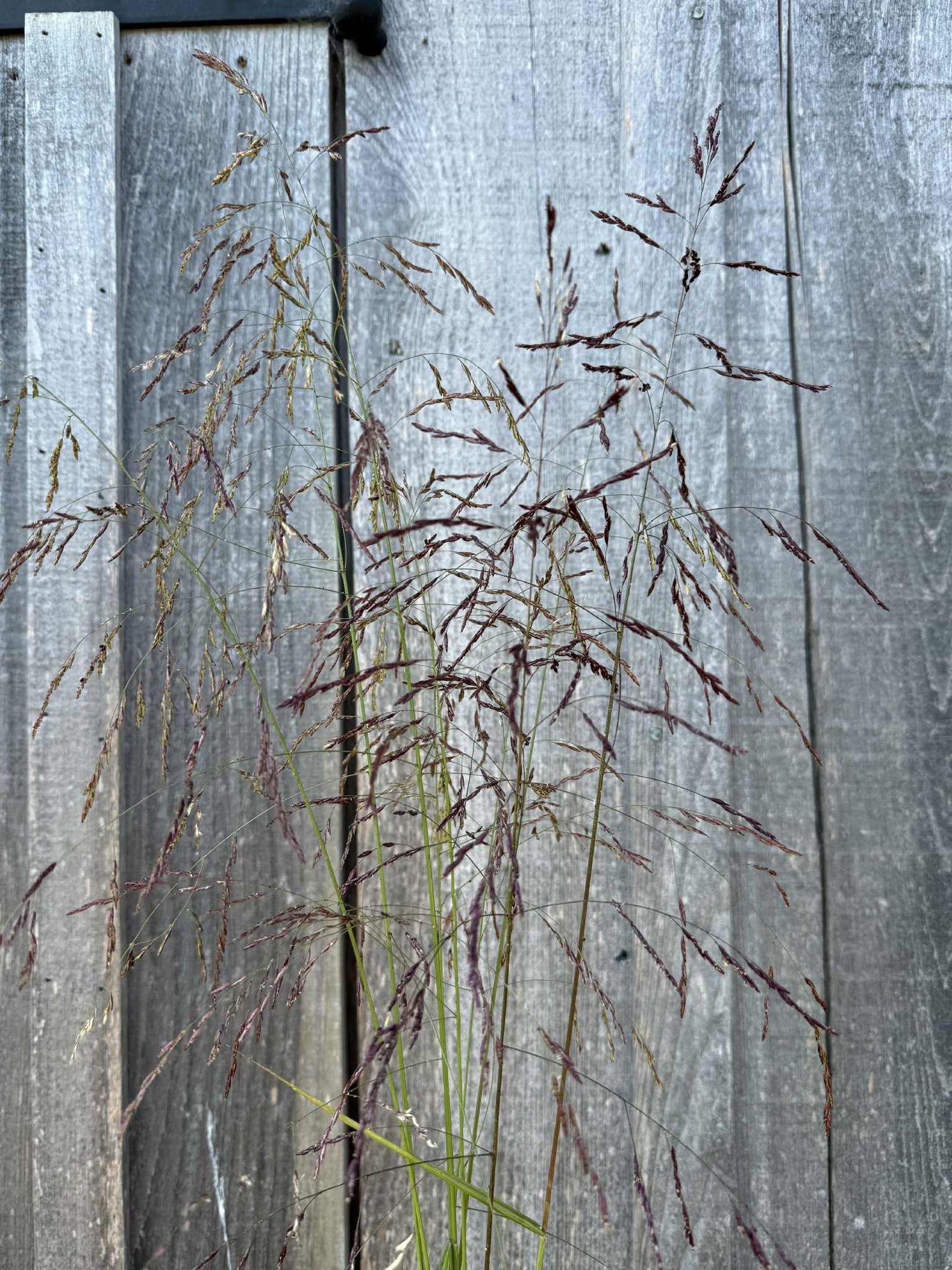 ORNAMENTAL GRASS