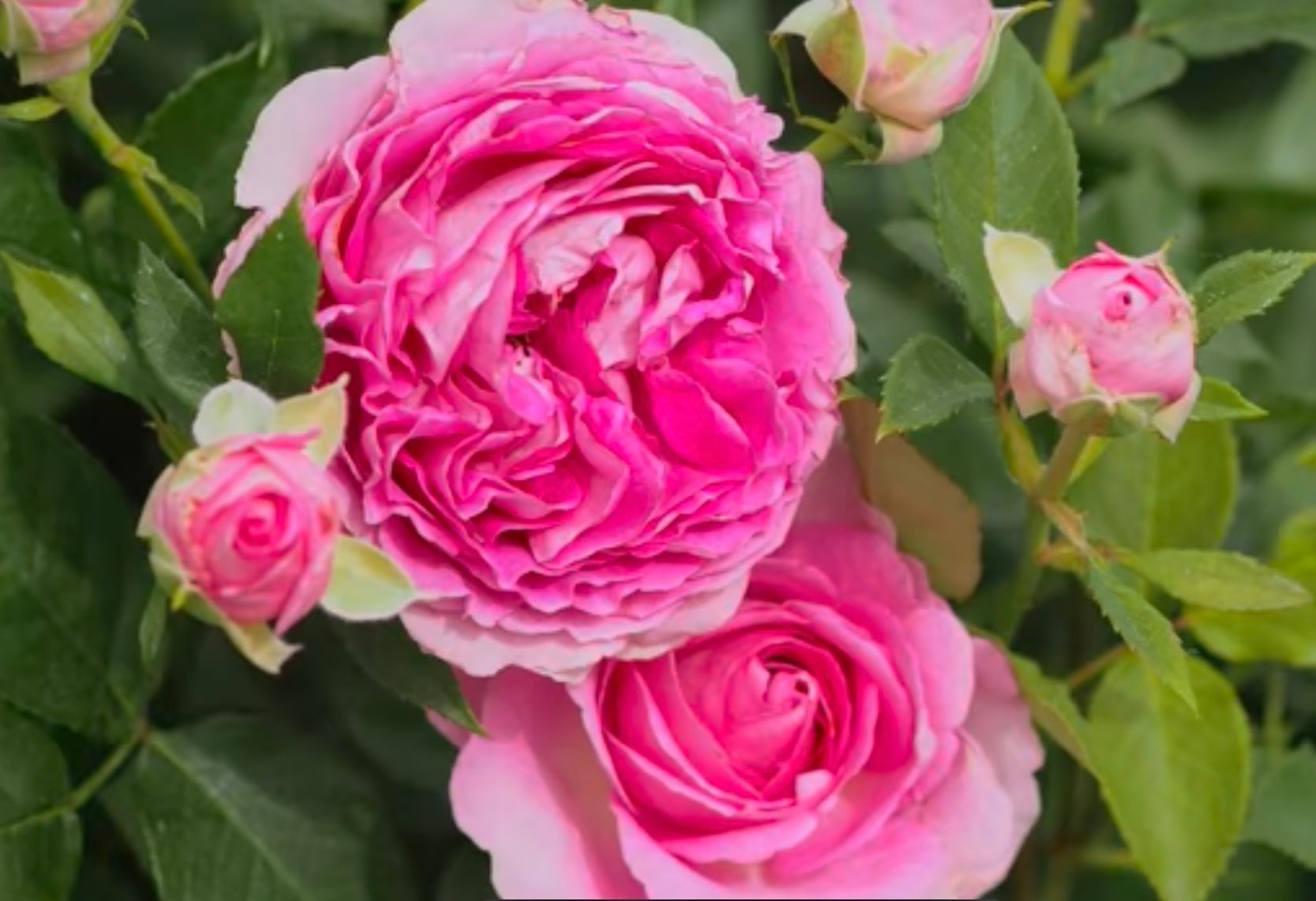 ROSA hybrida