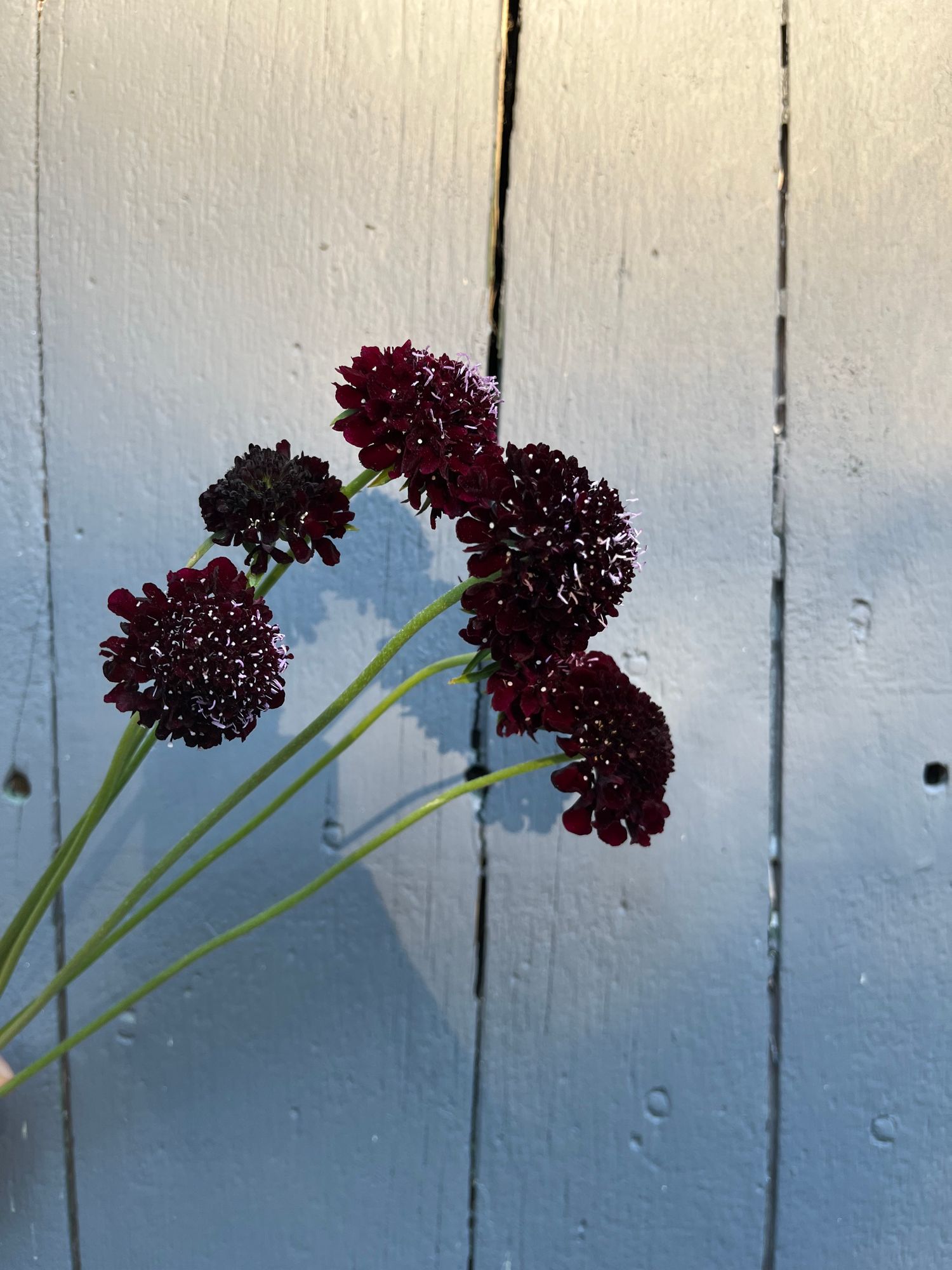 SCABIOSA atropurpurea Black Knight