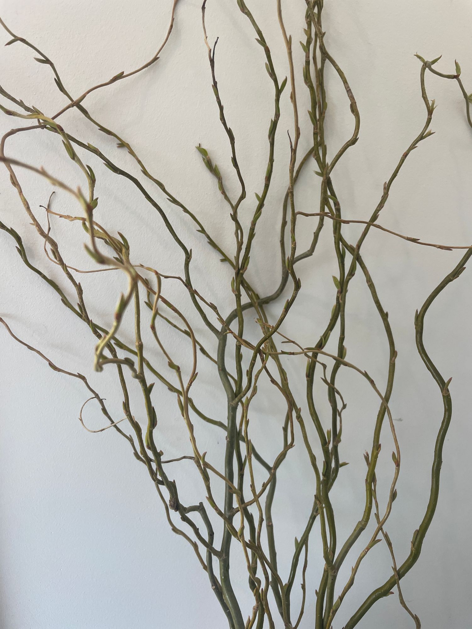SALIX matsudana var. tortuosa