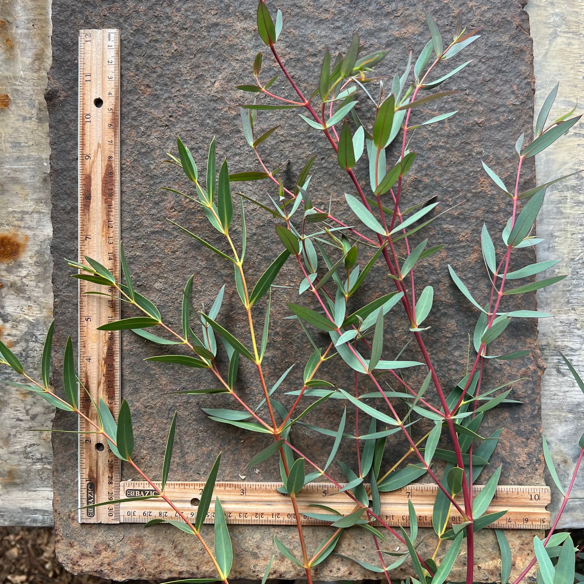EUCALYPTUS gunnii