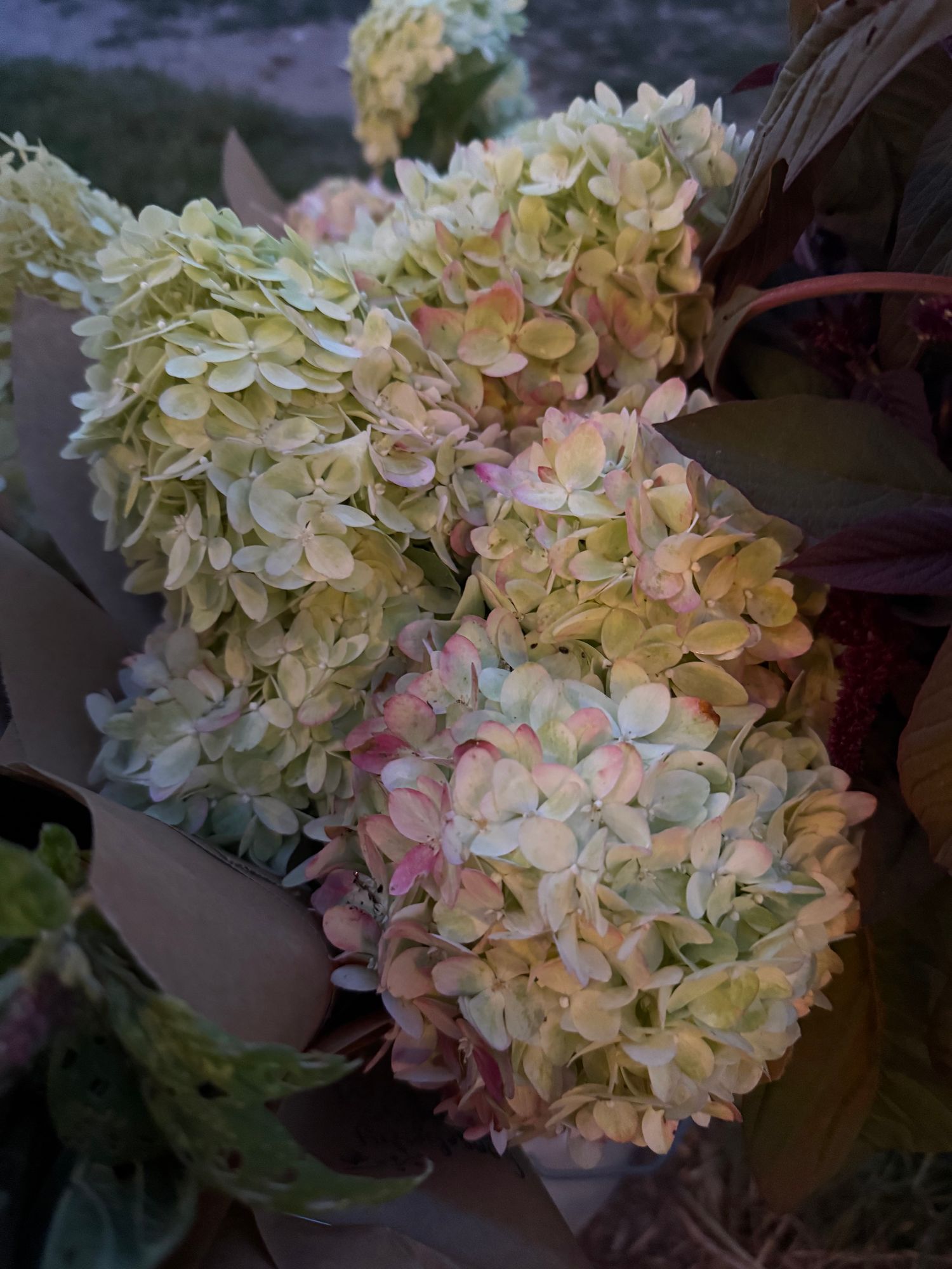 HYDRANGEA paniculata Quick Fire