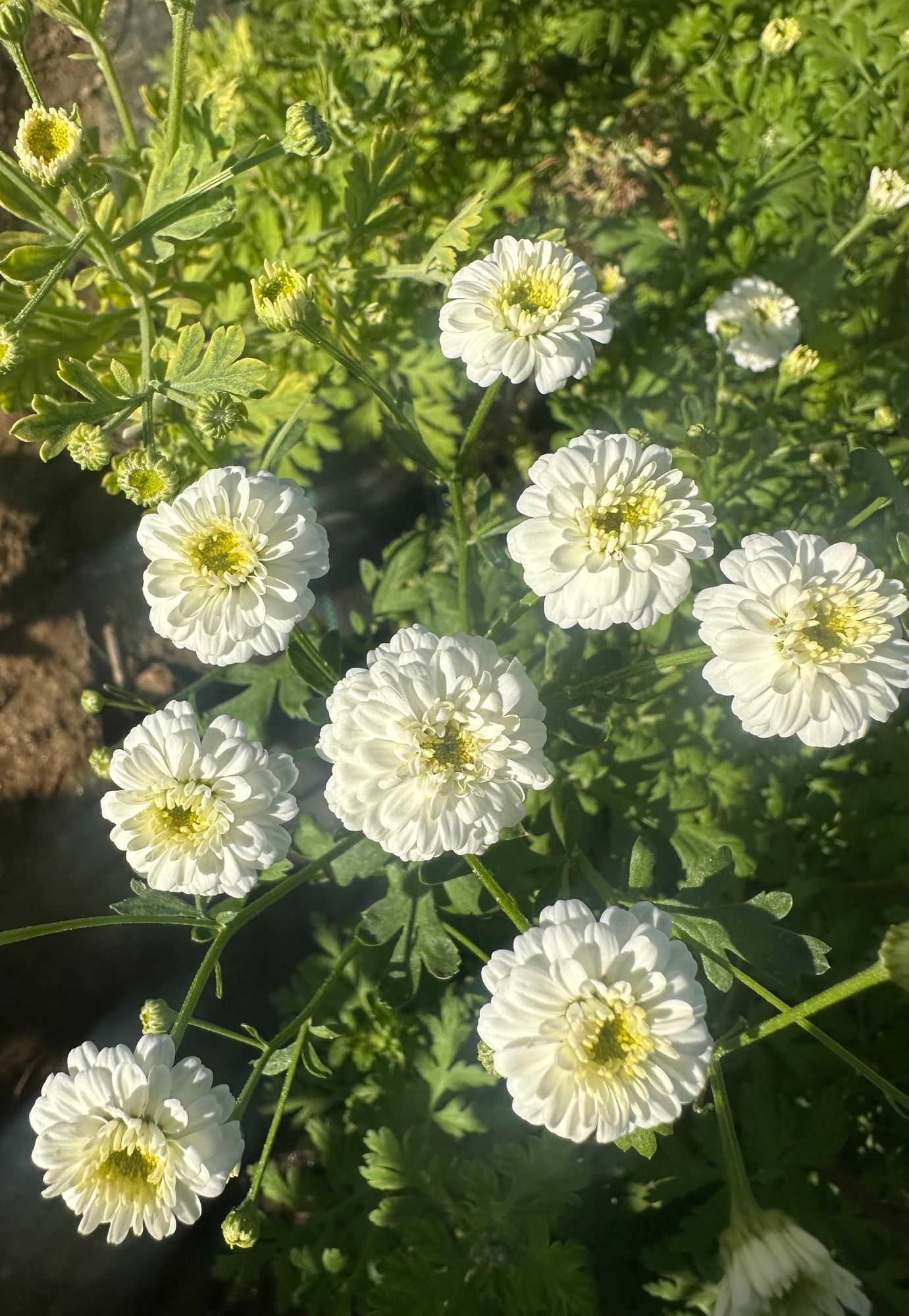 TANACETUM parthenium Tetra
