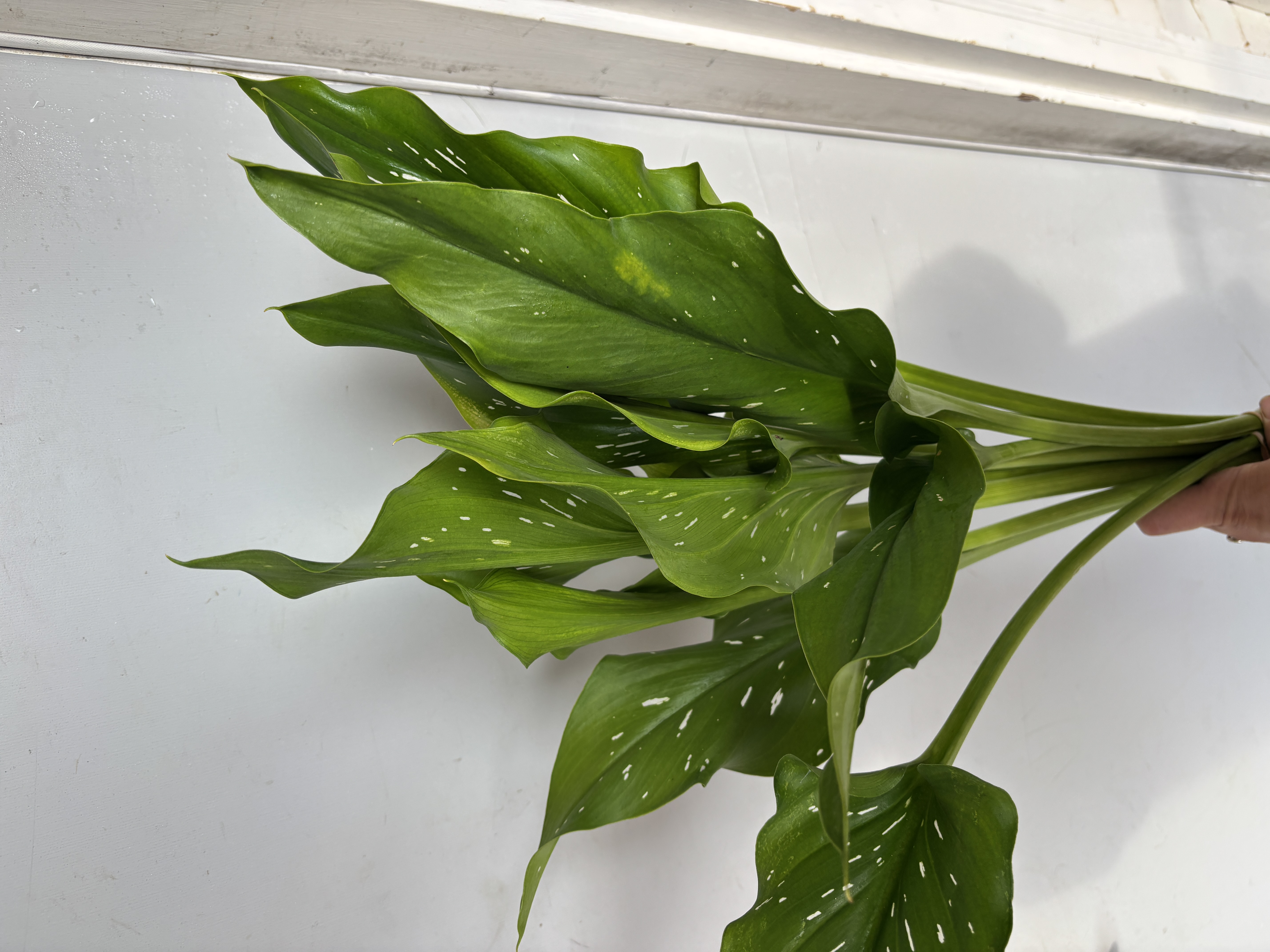 ZANTEDESCHIA x