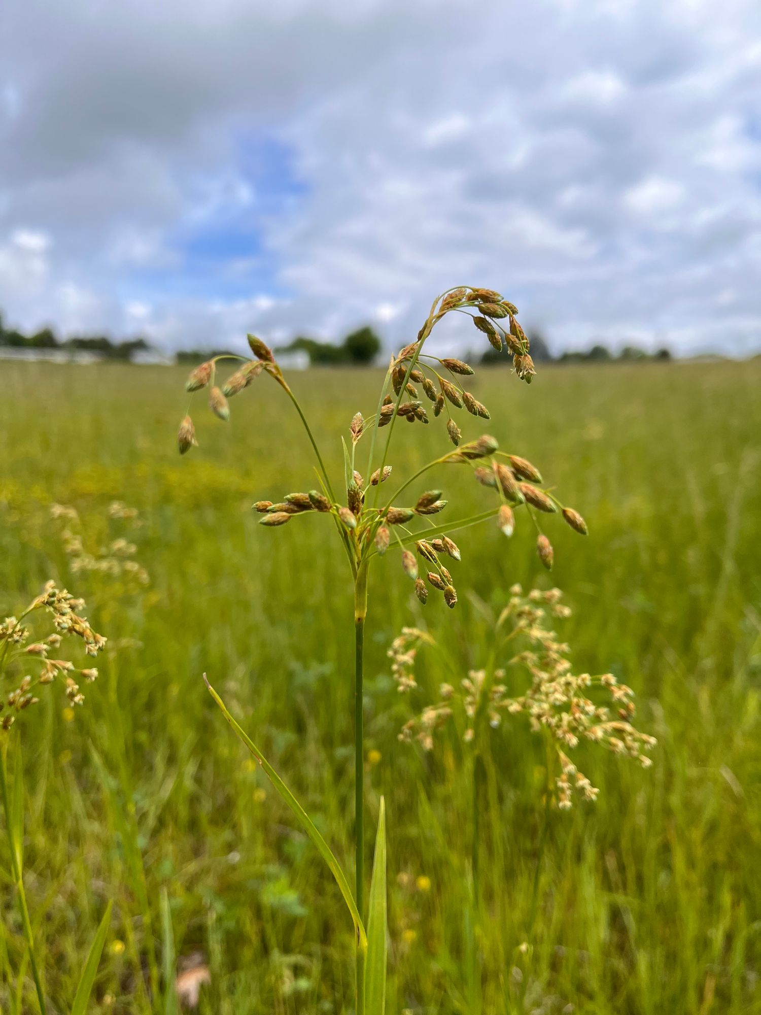 SCIRPUS holoschoenus