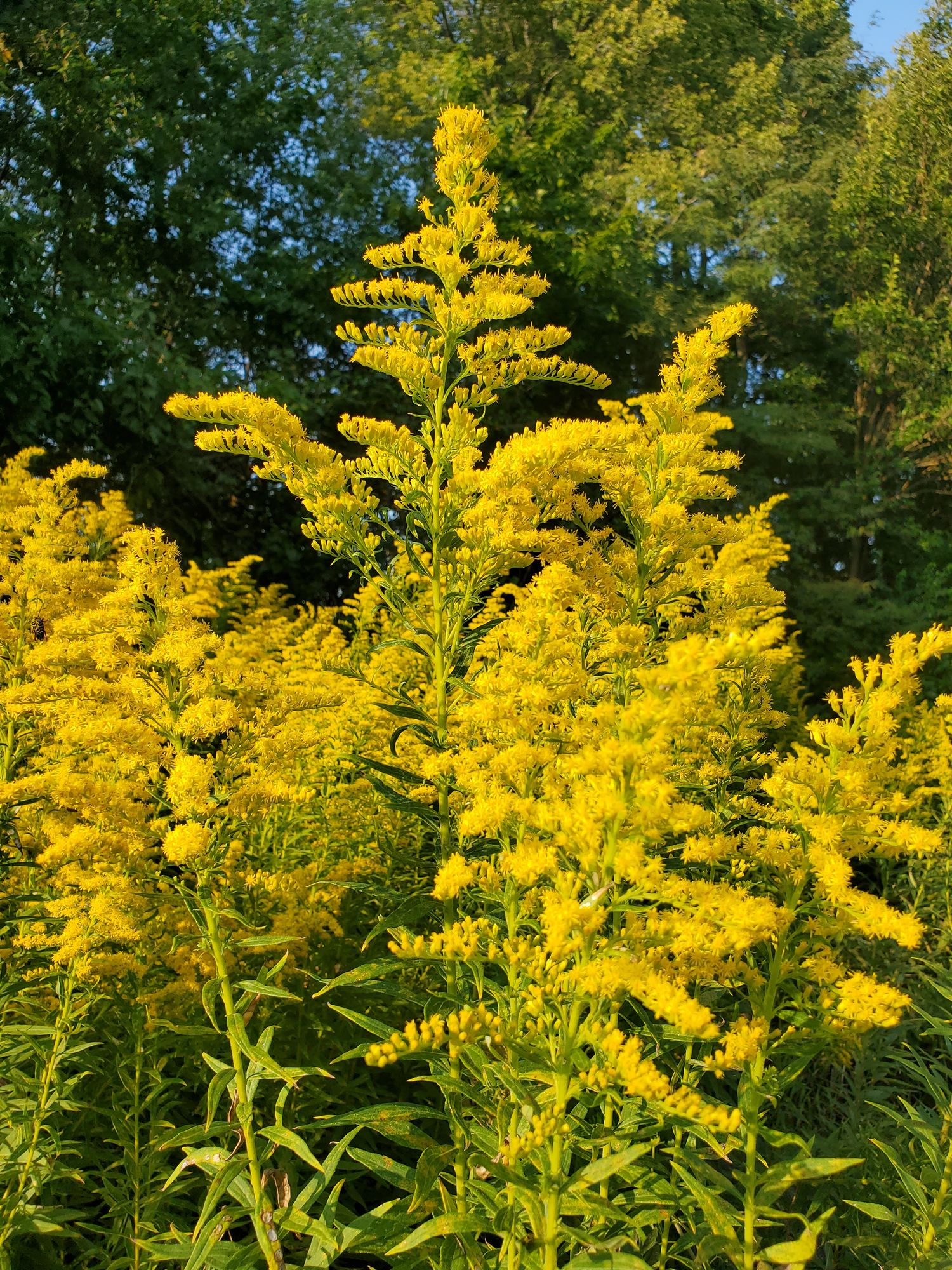 SOLIDAGO