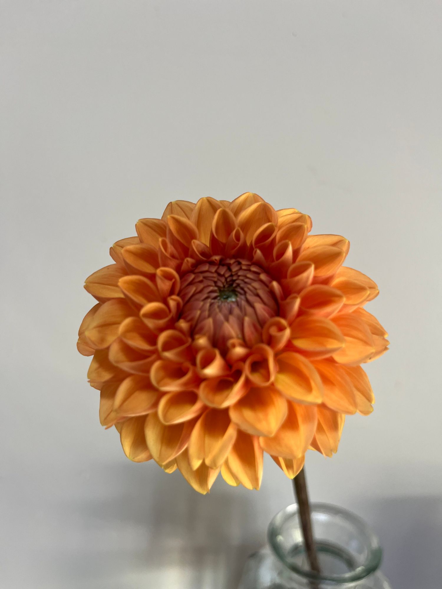 DAHLIA Sylvia