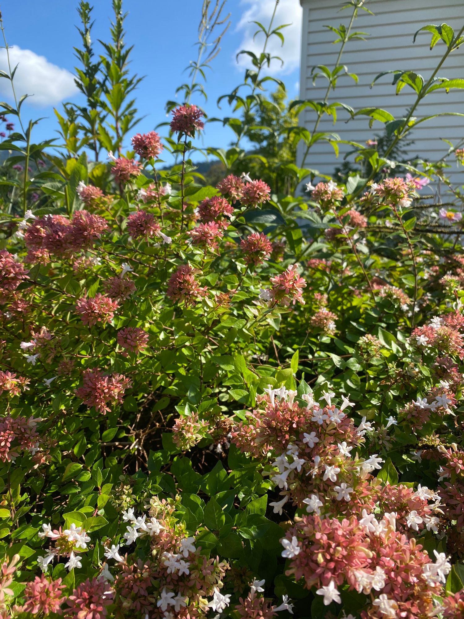 ABELIA x