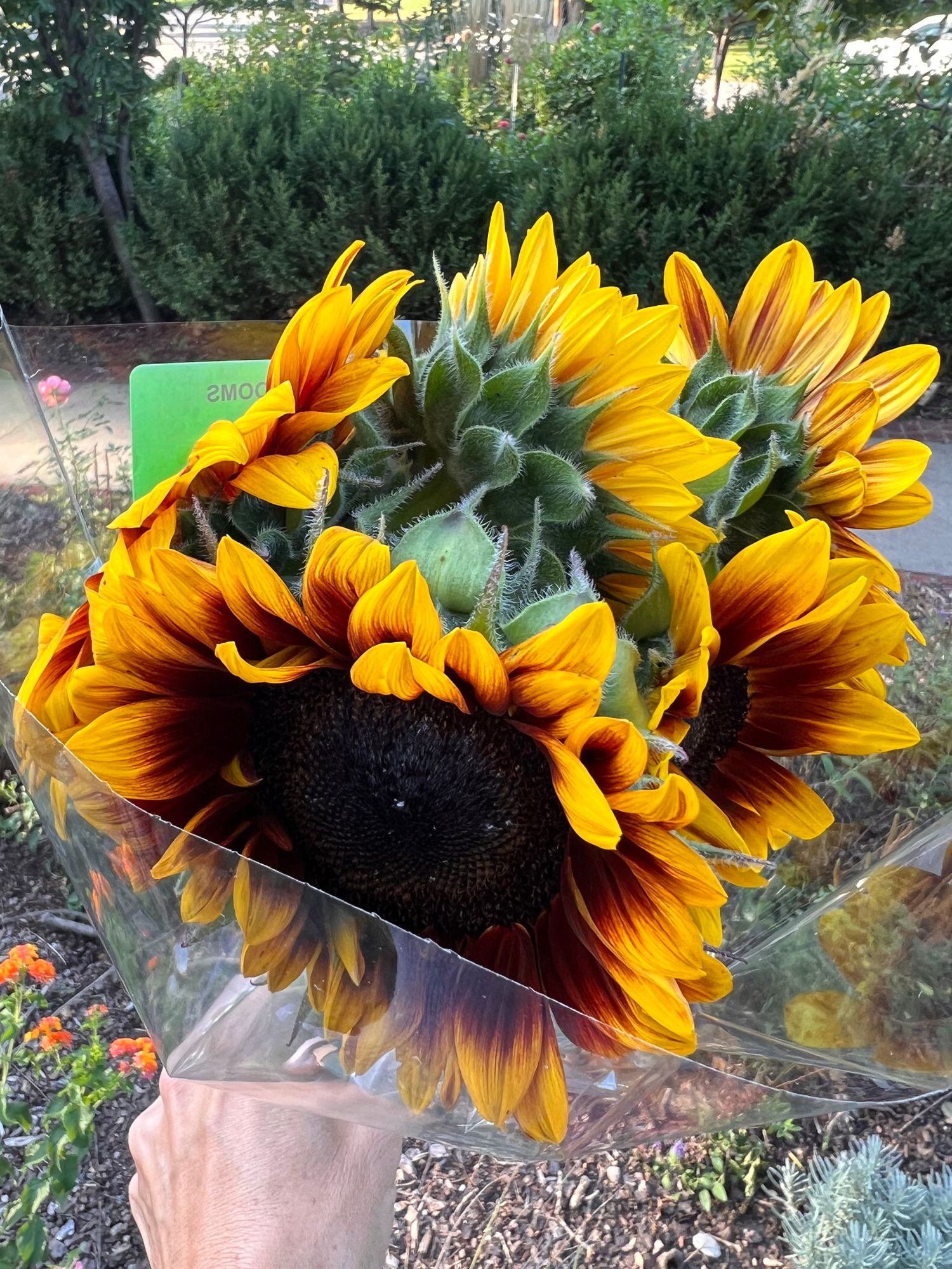 HELIANTHUS annuus ProCut Bi-color