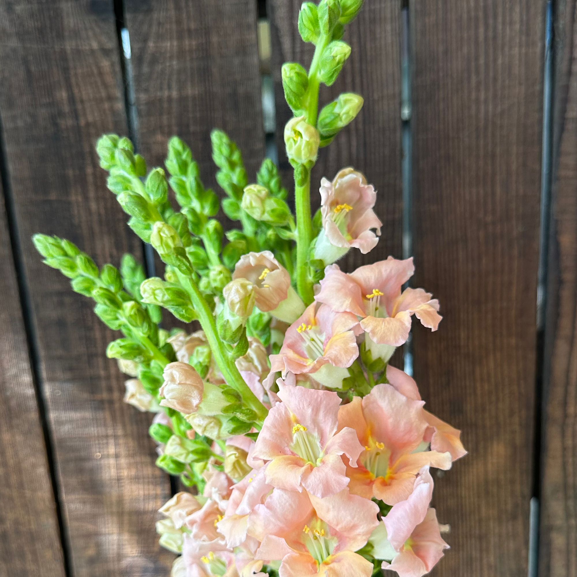 ANTIRRHINUM majus Chantilly Light Salmon