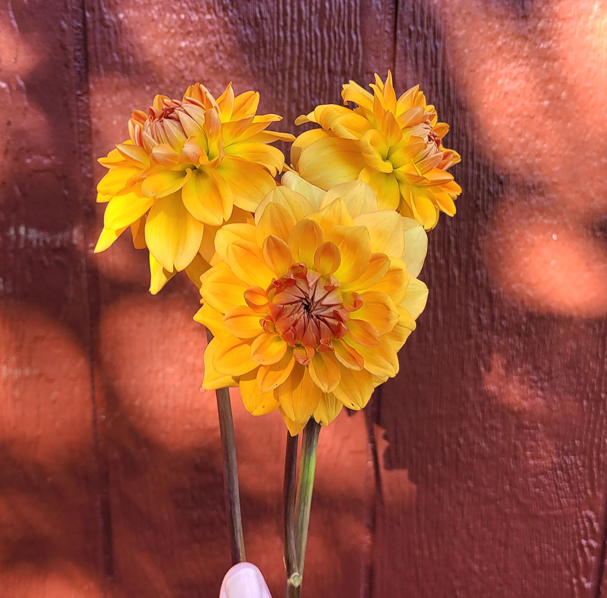 DAHLIA Karma Gold