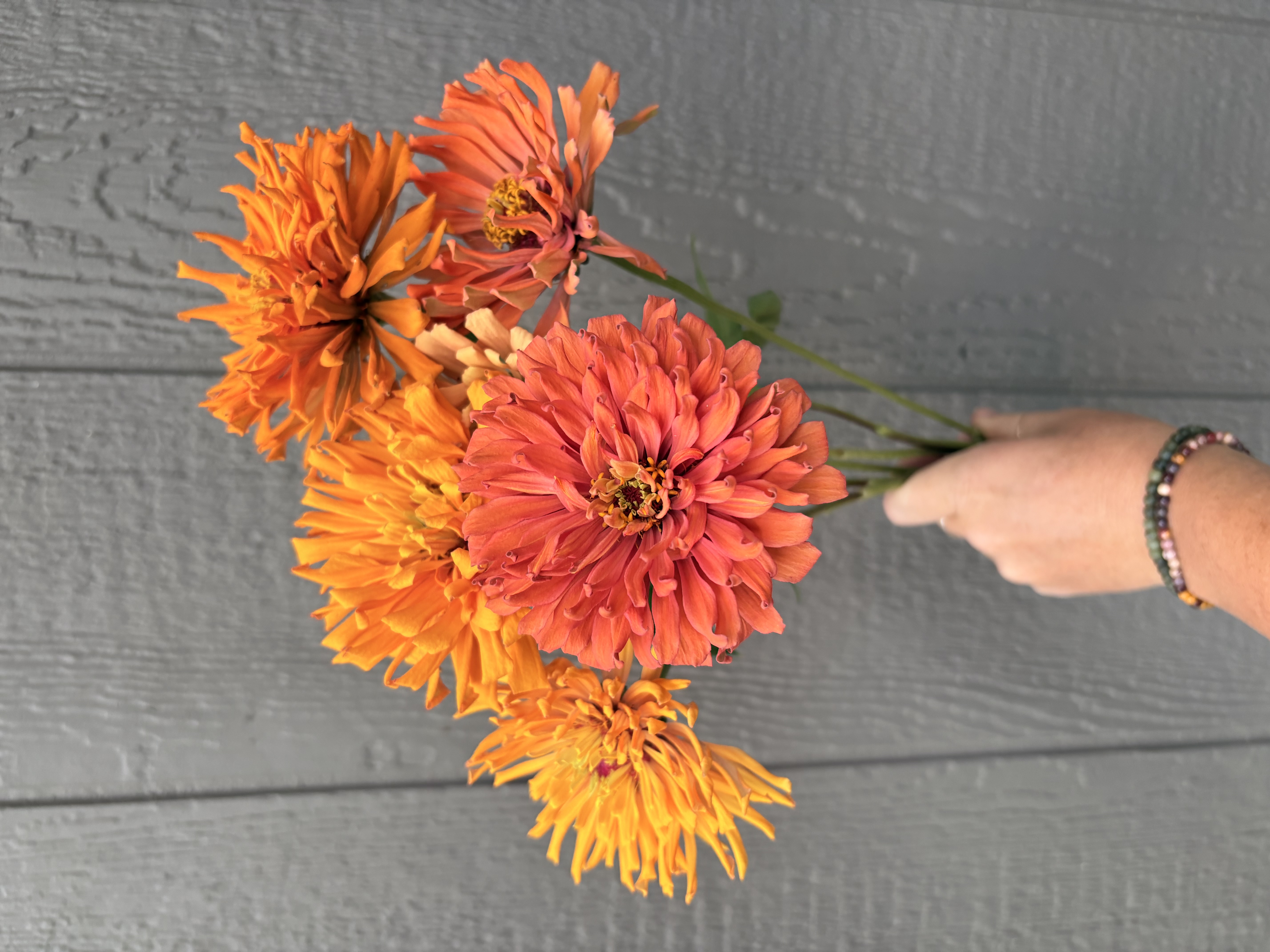 ZINNIA elegans Agave