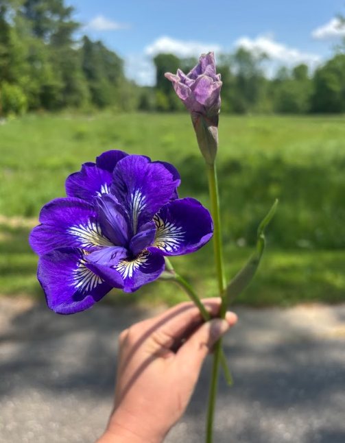 IRIS sibirica