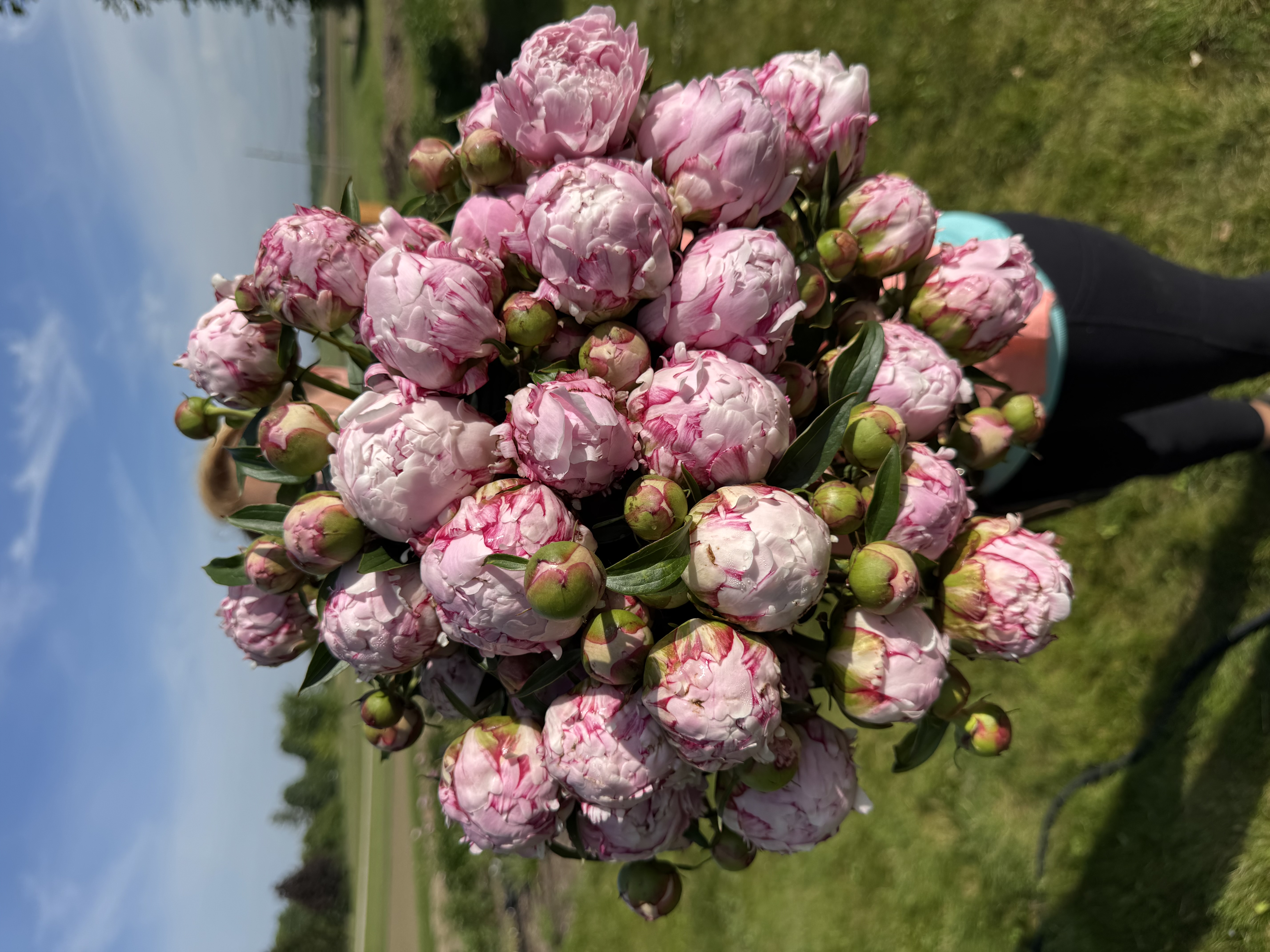 PAEONIA lactiflora Sarah Bernhardt