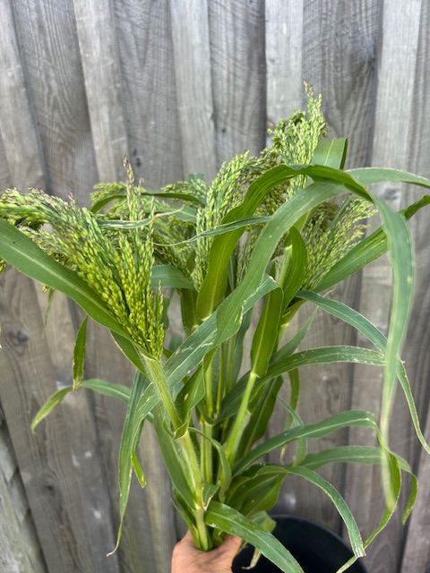 PANICUM violaceum Green Drops