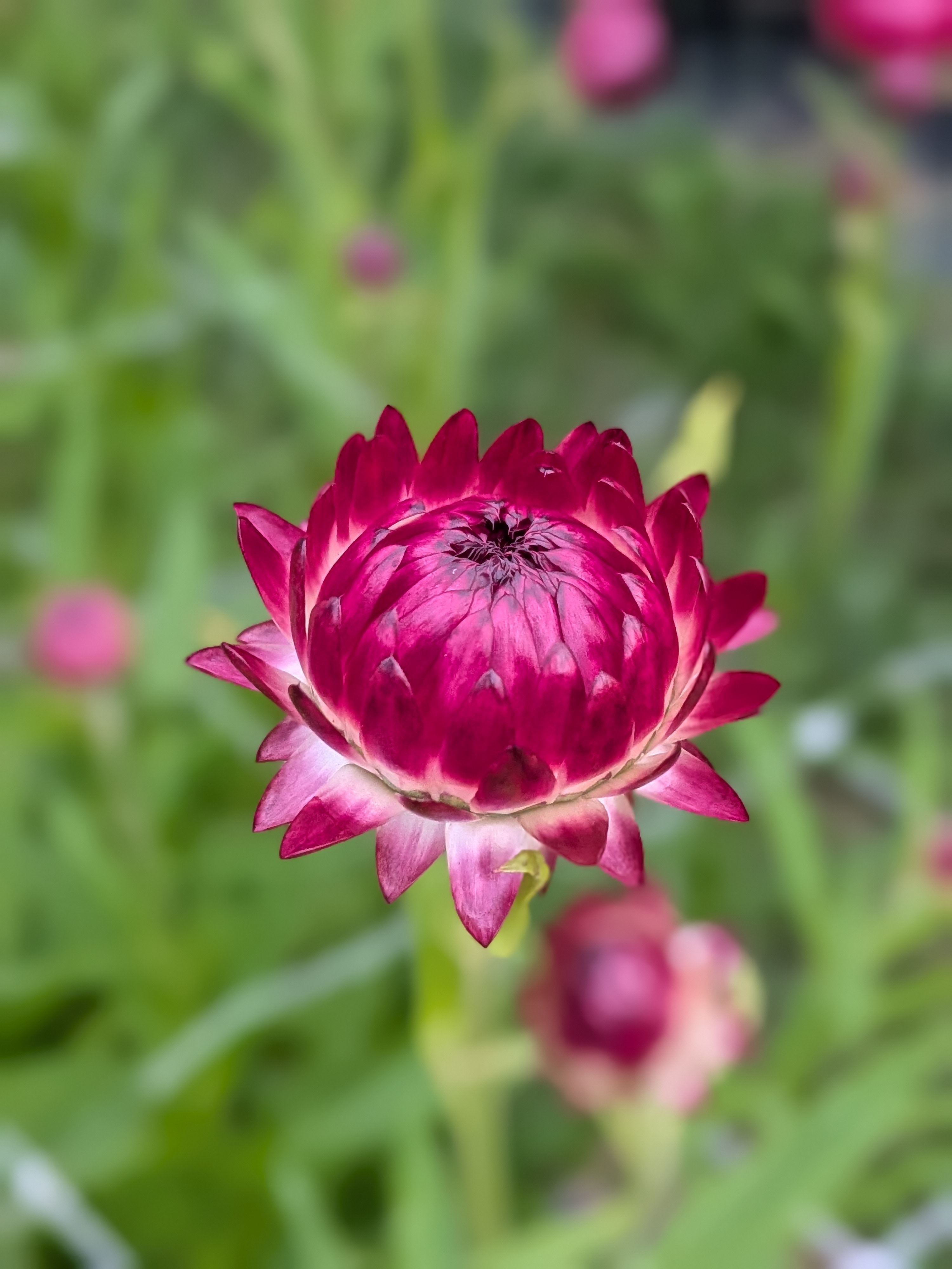 XEROCHRYSUM bracteatum King Size