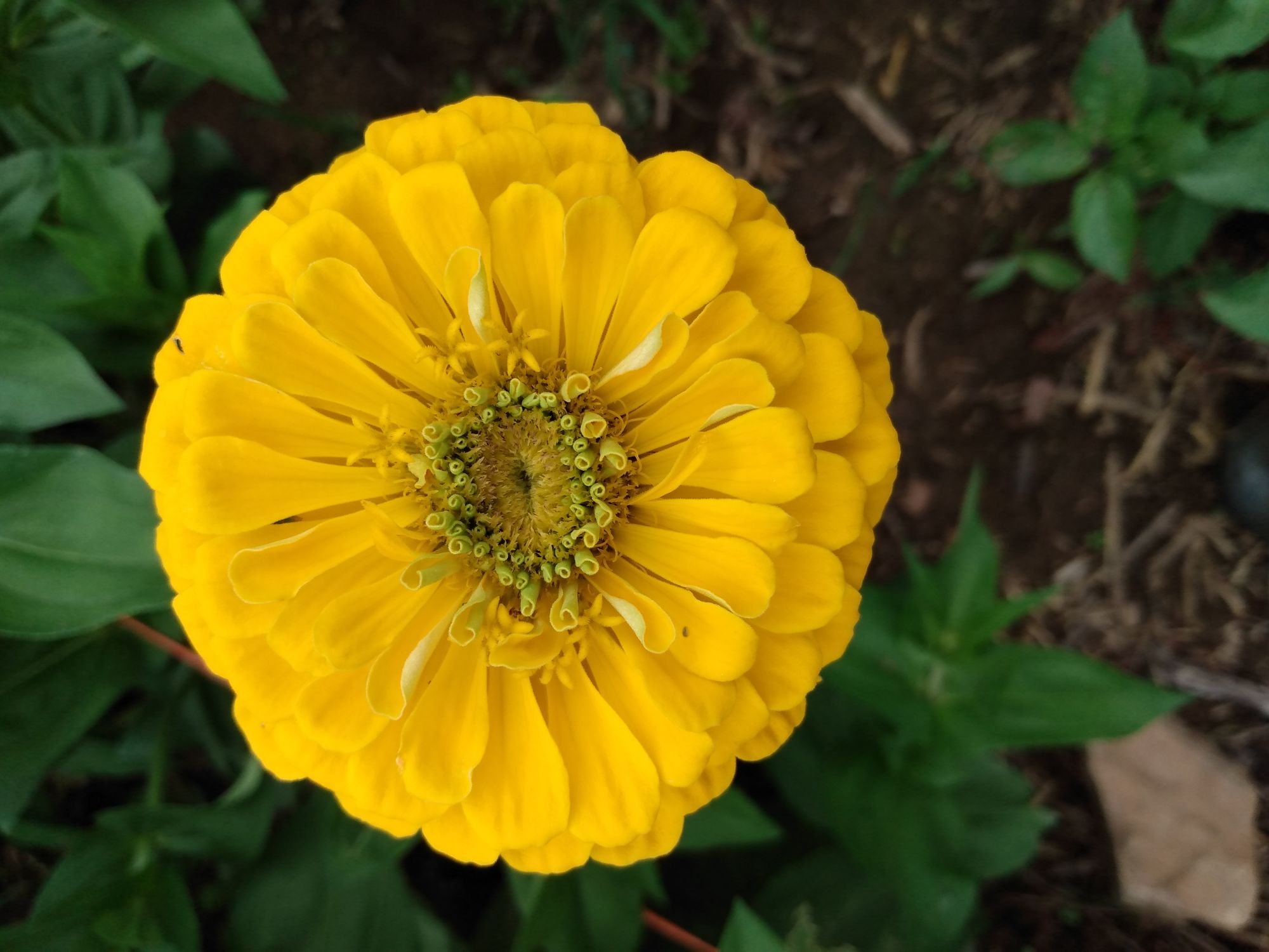 ZINNIA elegans Benarys Giant