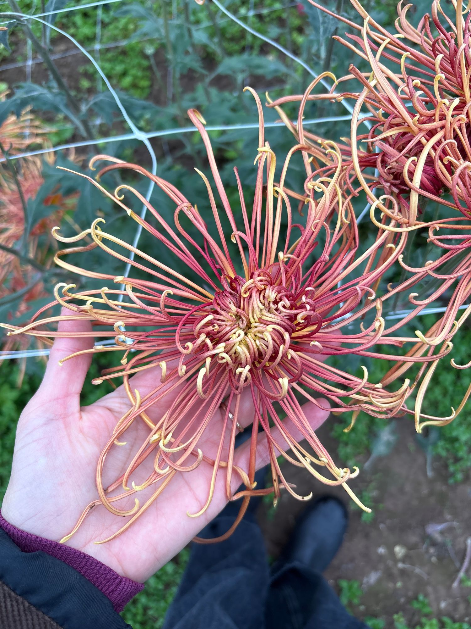 CHRYSANTHEMUM x Descanso