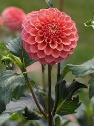 Small Dahlia, Single stem