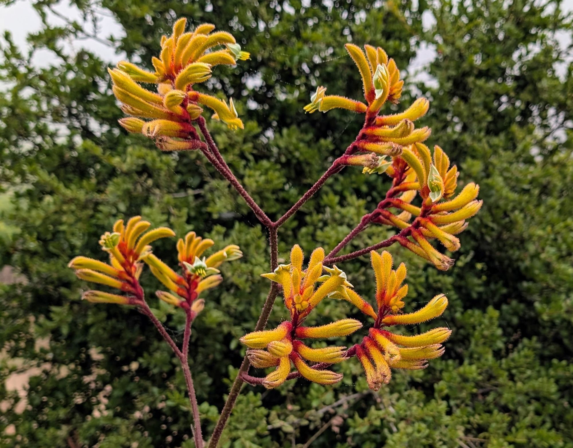 ANIGOZANTHOS x hybrida Tequila Sunrise