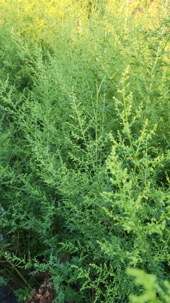 ARTEMISIA annua
