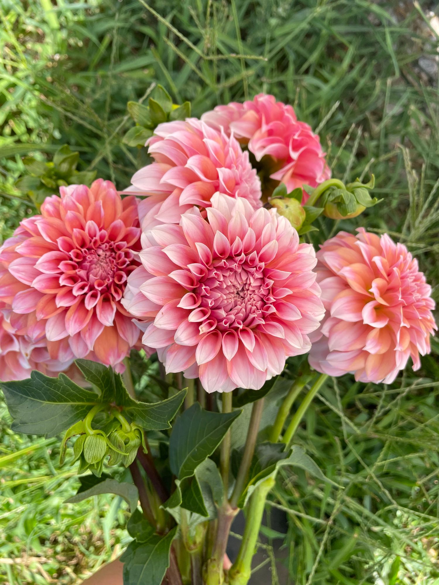 DAHLIA Peaches n Cream
