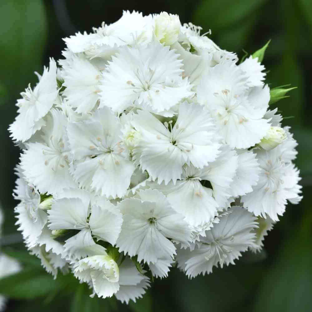 DIANTHUS barbatus Amazon