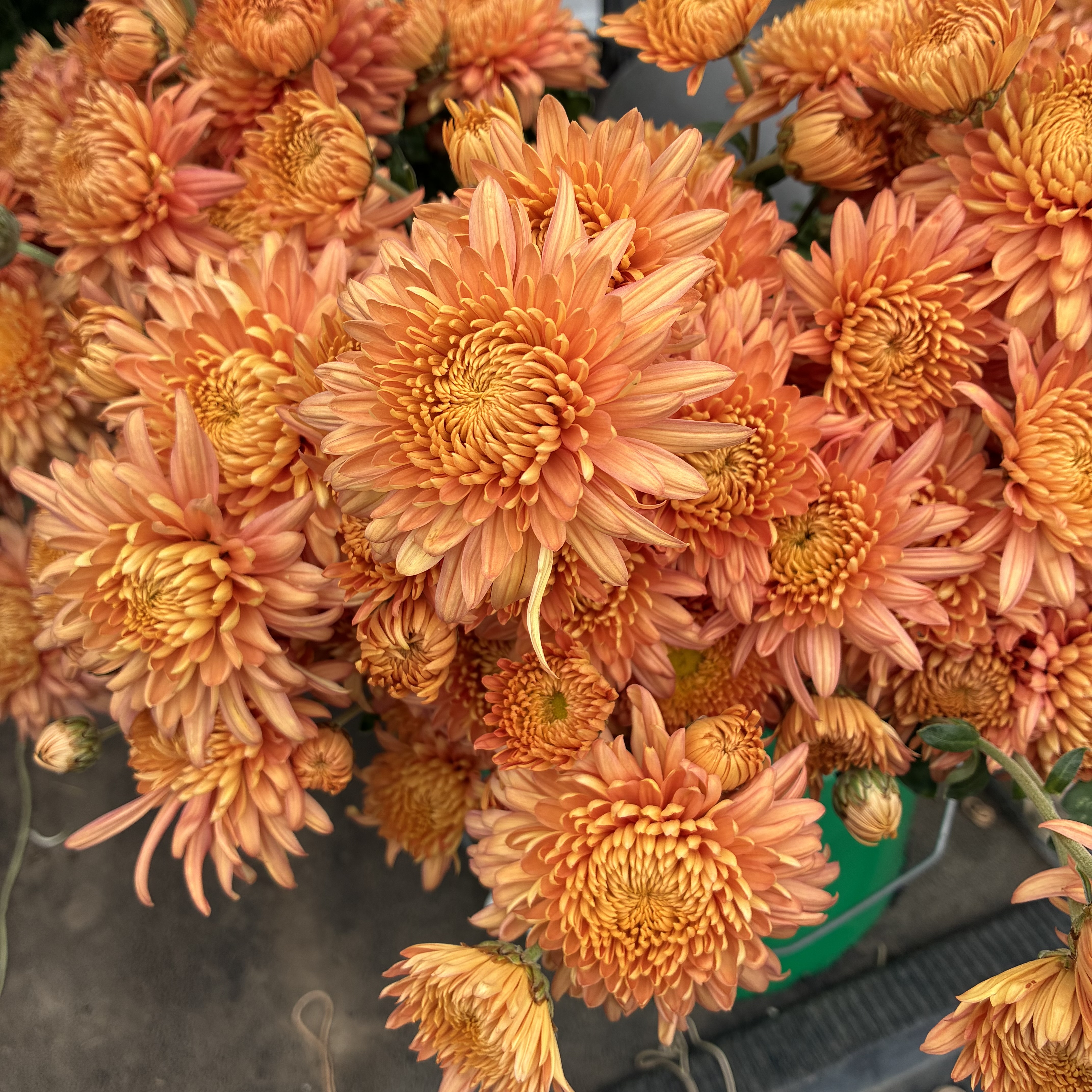 CHRYSANTHEMUM x Coral Cavalier