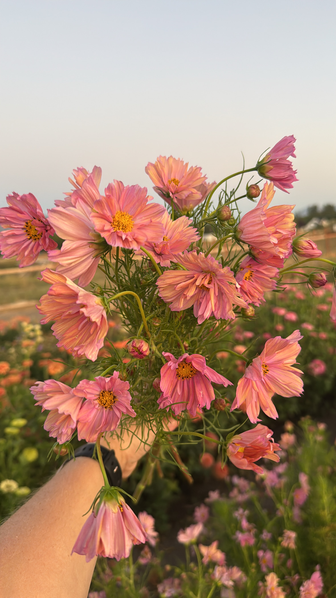 COSMOS bipinnatus Apricotta