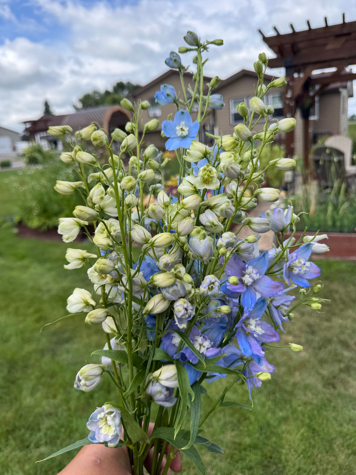 DELPHINIUM chinensis