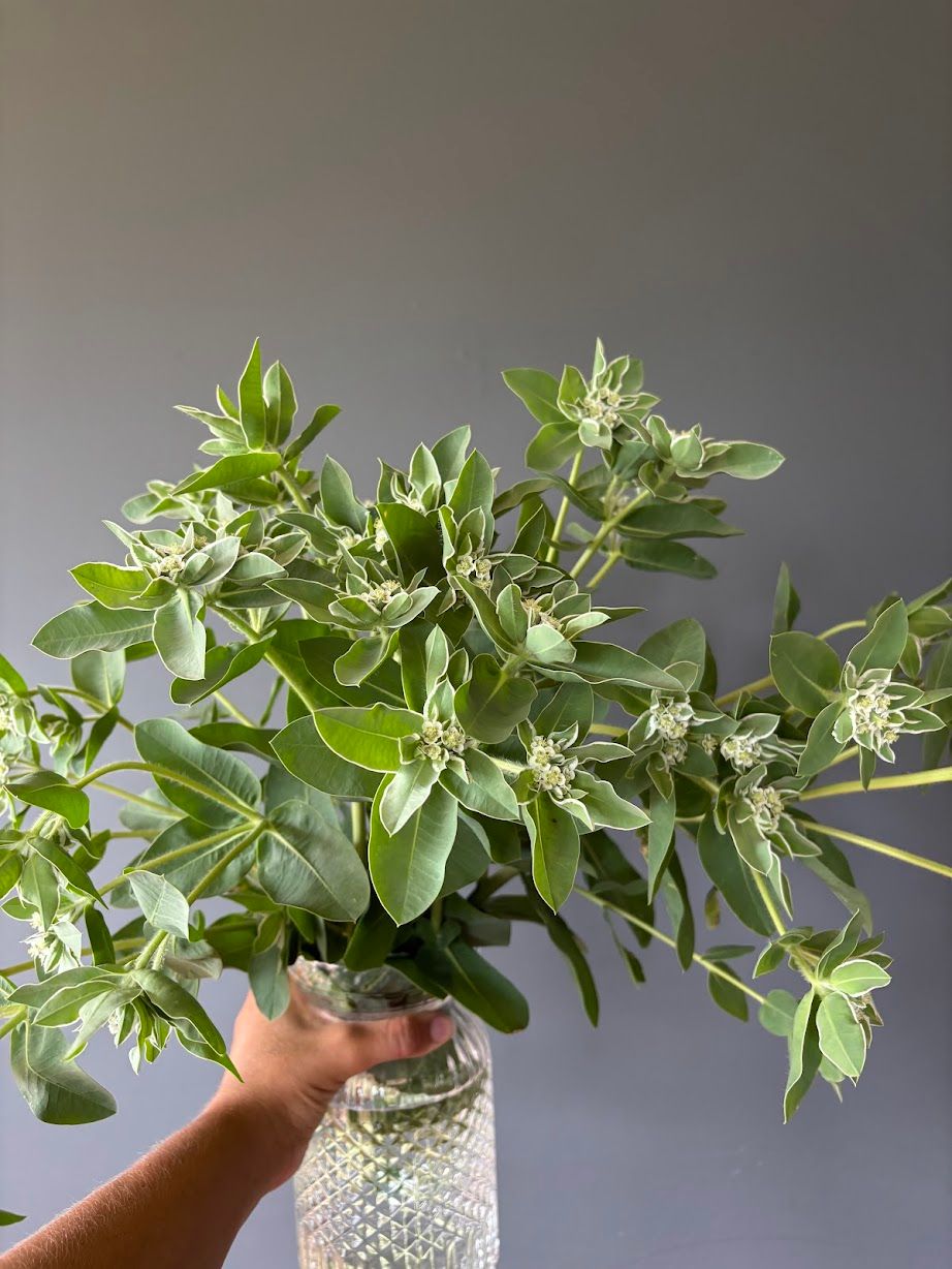 EUPHORBIA characias