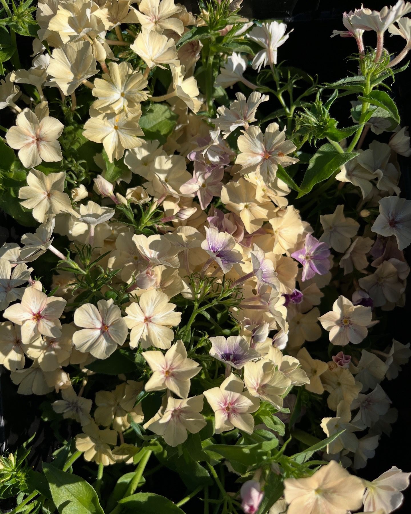 PHLOX drummondii Creme Brulee