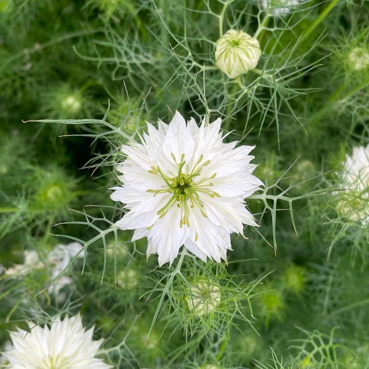 NIGELLA damascena Albion