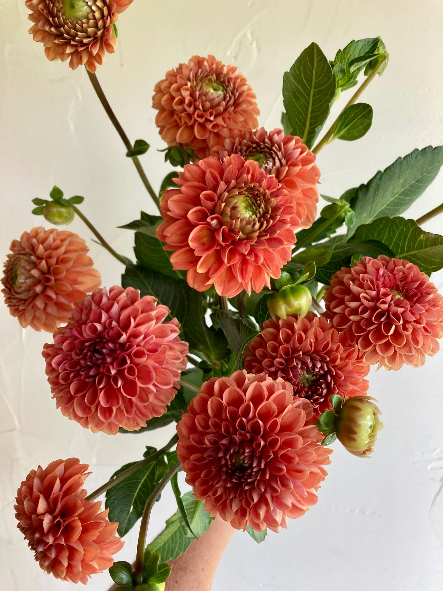 DAHLIA Cornel Bronze