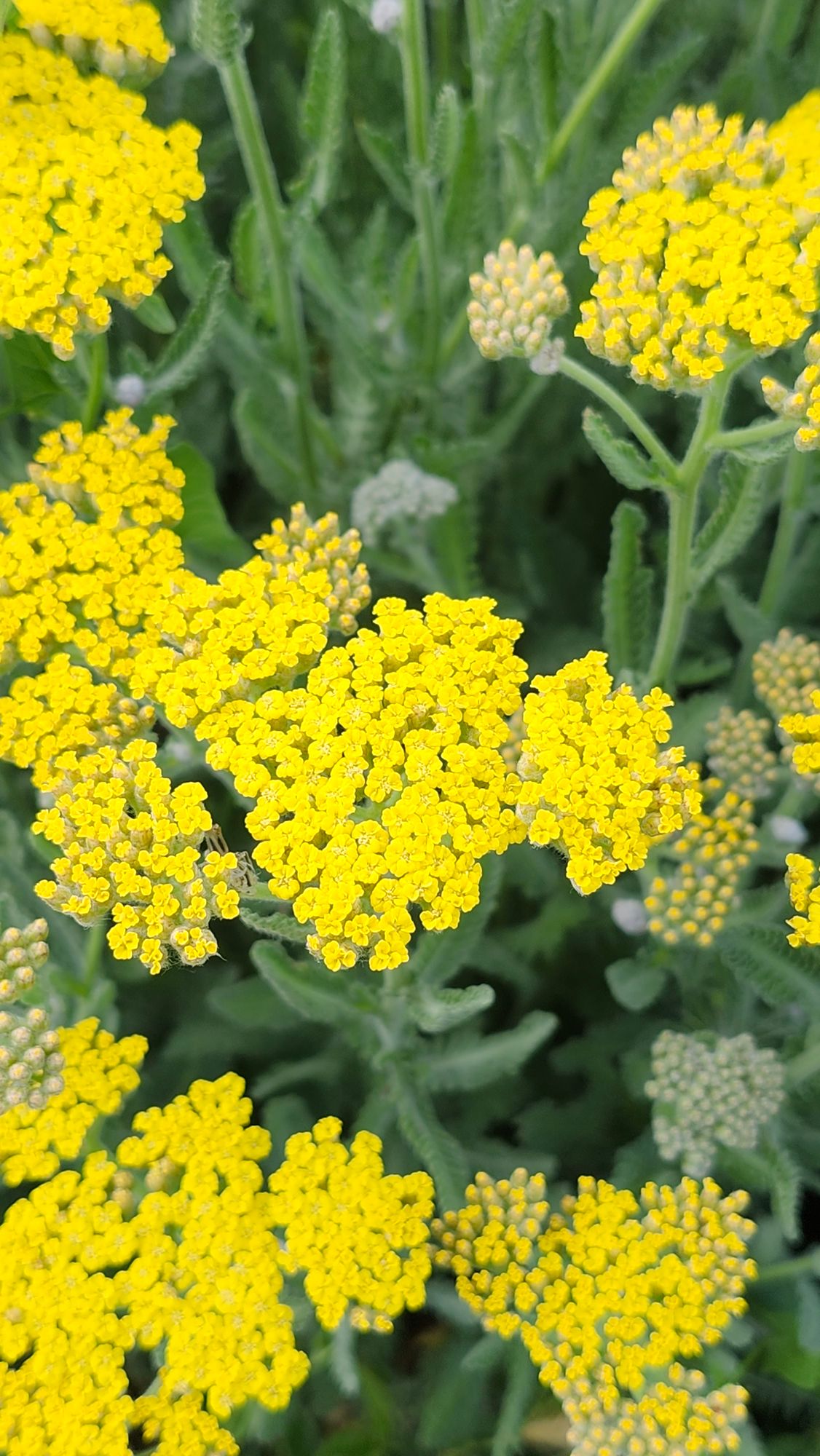 ACHILLEA x filipendulina Coronation Gold