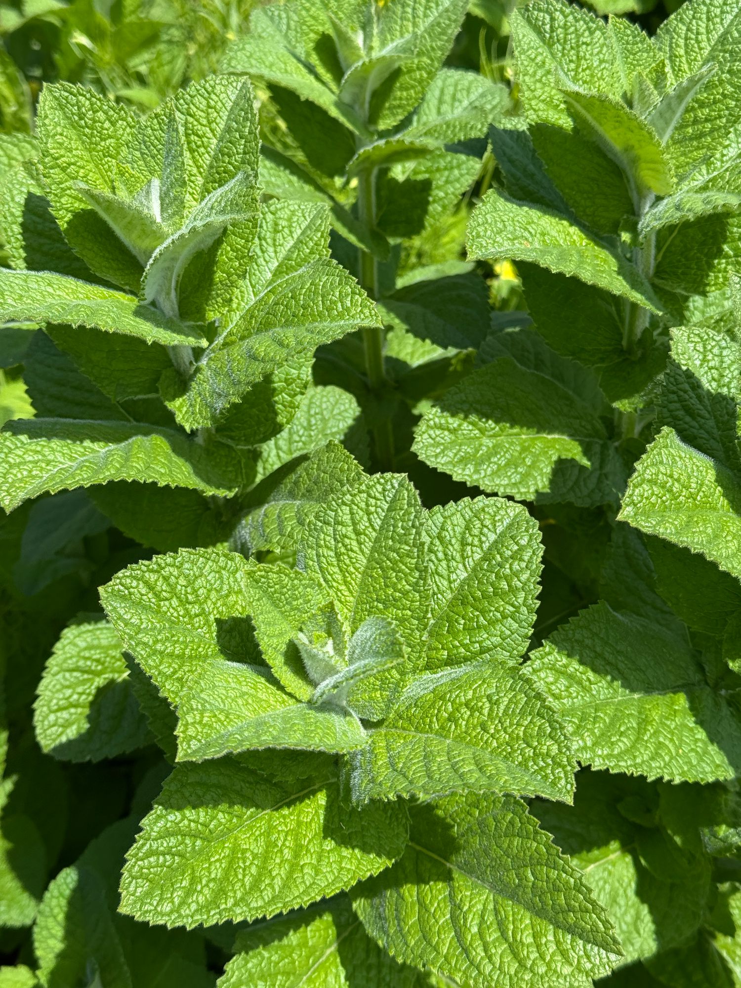 MENTHA suaveolens