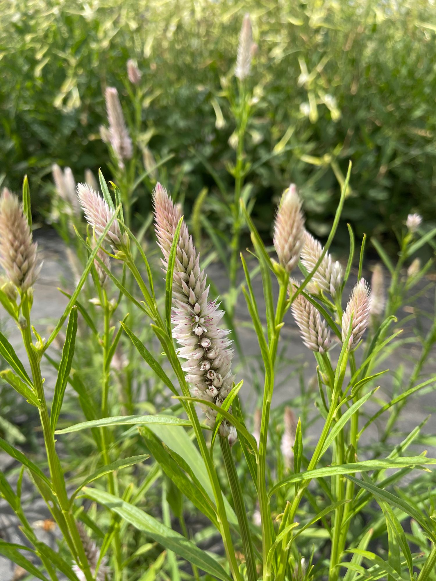 CELOSIA argentea spicata Flamingo Feather