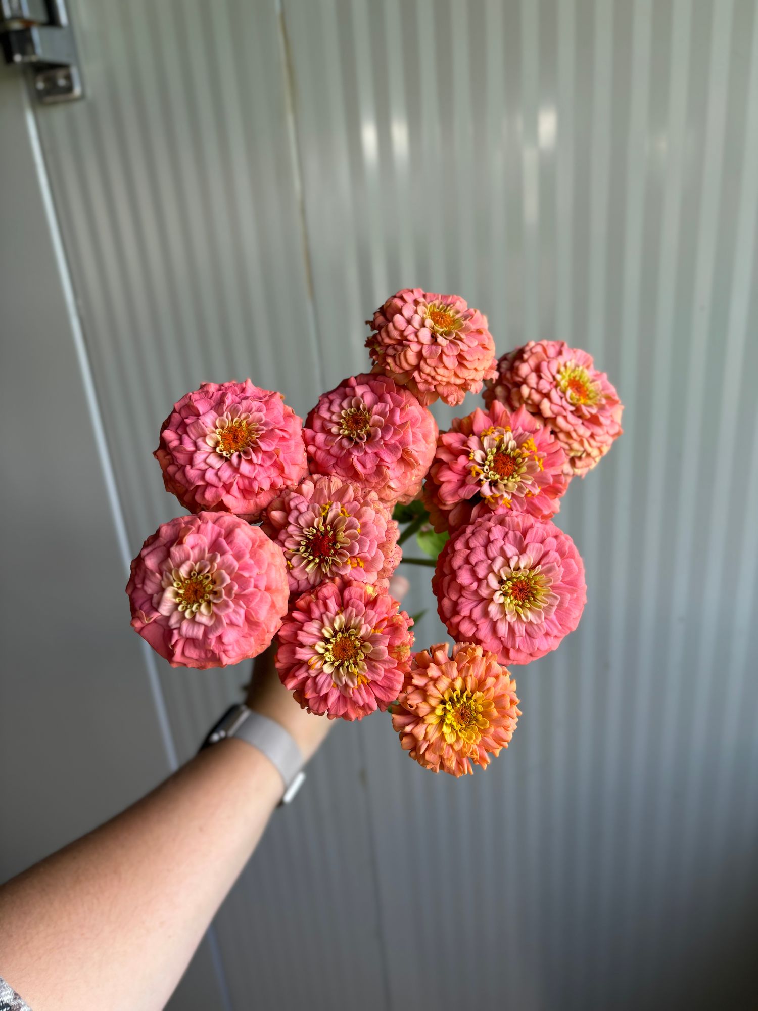 ZINNIA elegans Oklahoma Salmon