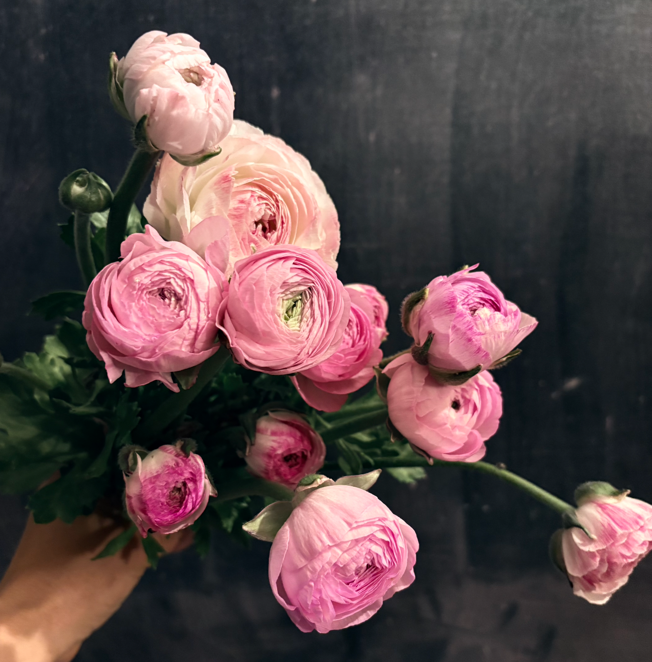 RANUNCULUS Elegance La Dolce Vita