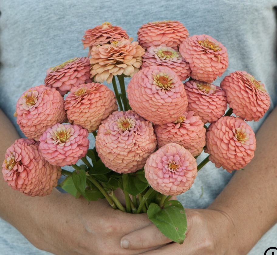 ZINNIA elegans Oklahoma Salmon