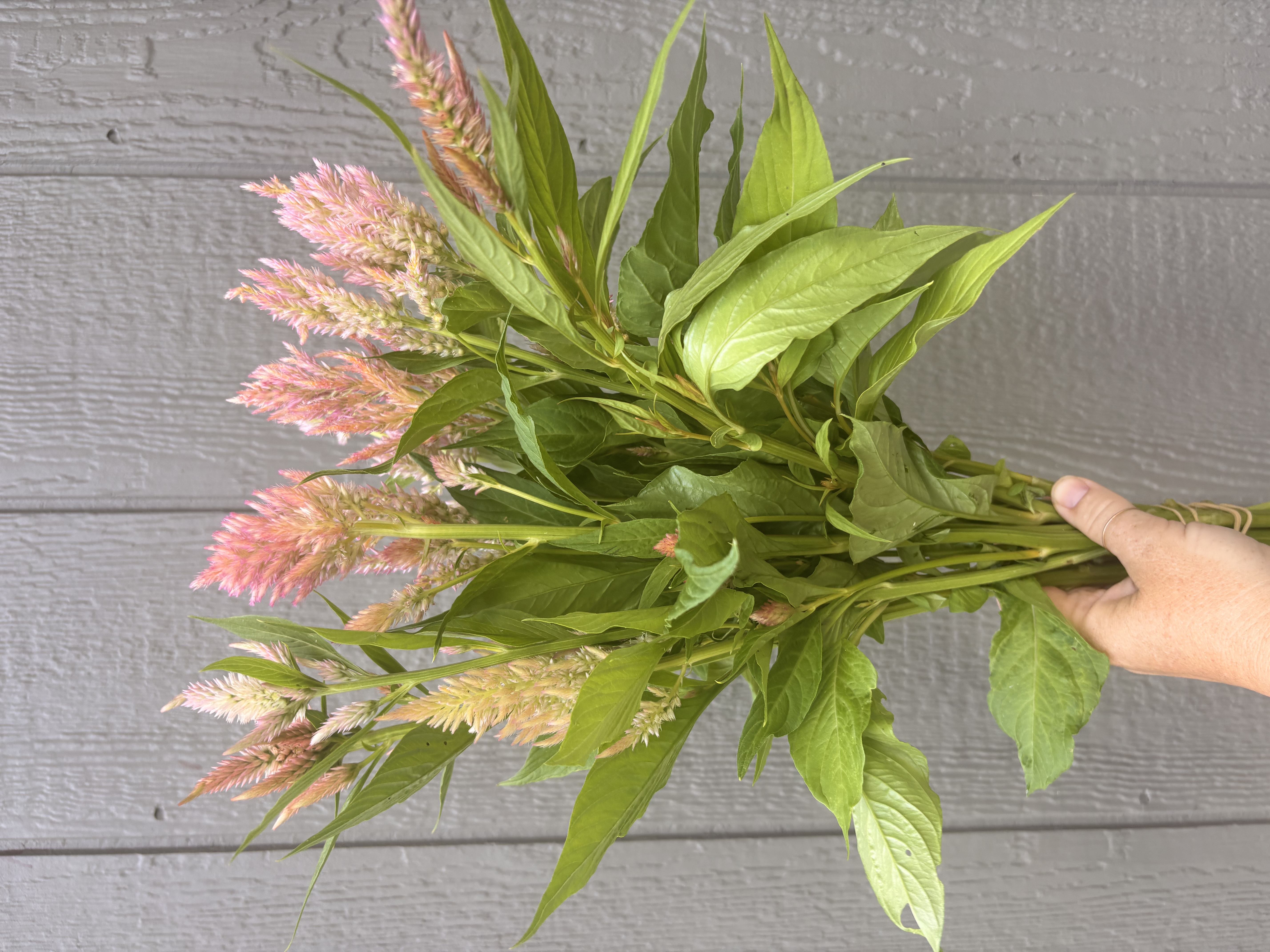 CELOSIA argentea var. spicata Shimmer