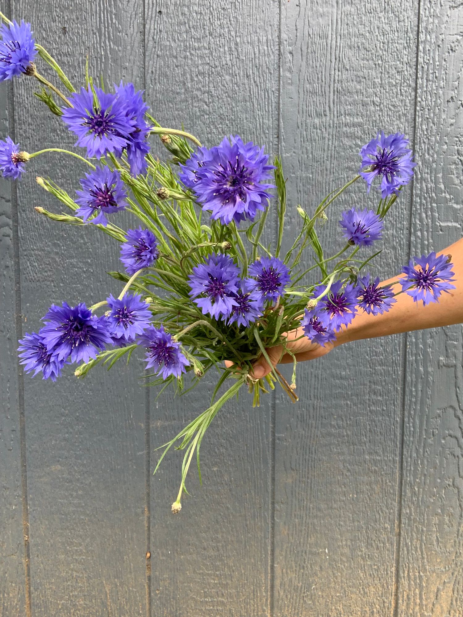 CENTAUREA cyanus Blue Boy