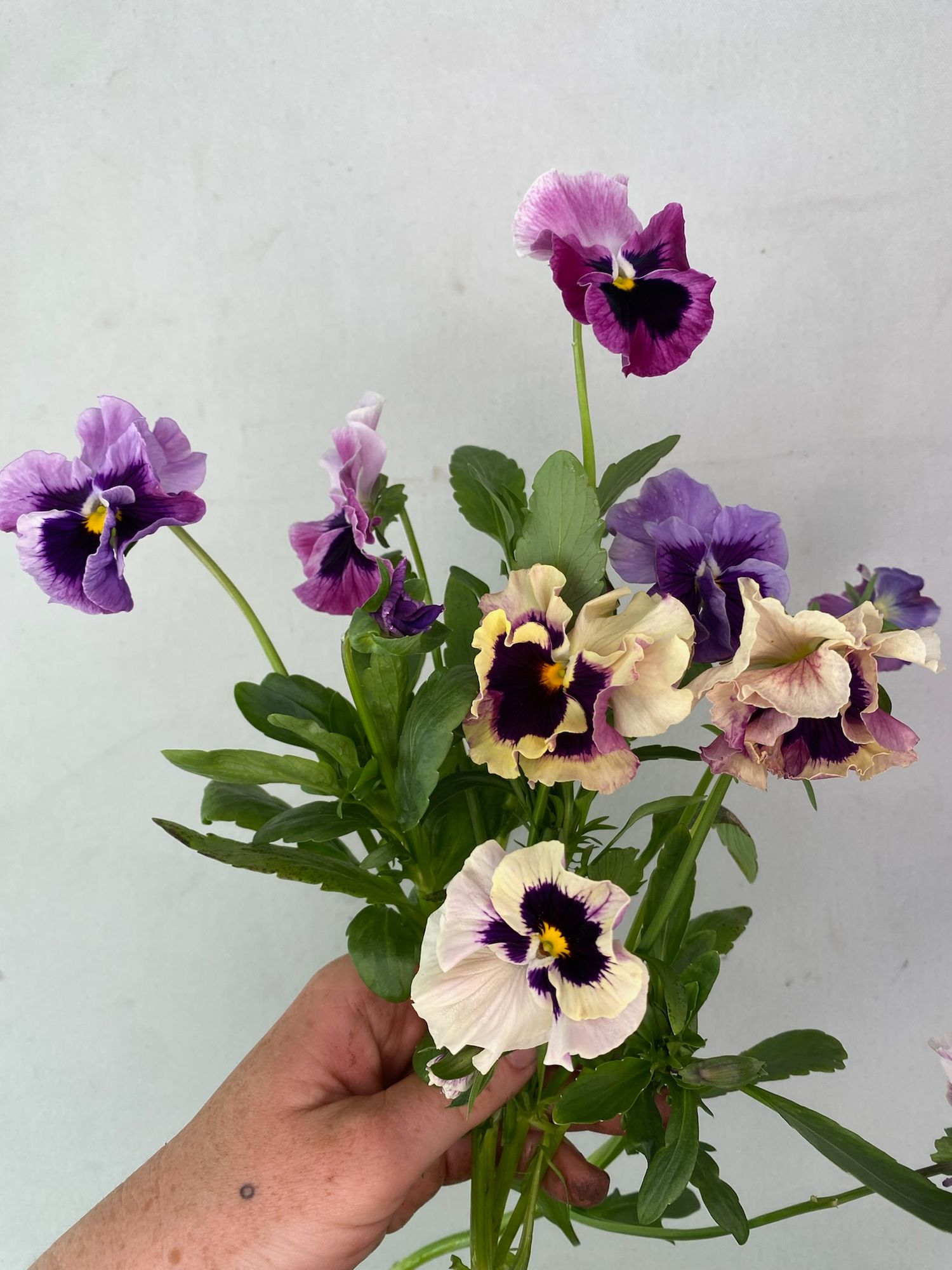 VIOLA