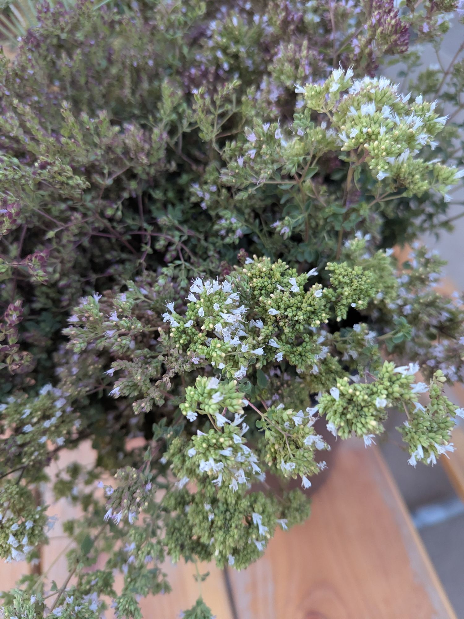 ORIGANUM vulgare ssp. hirtum