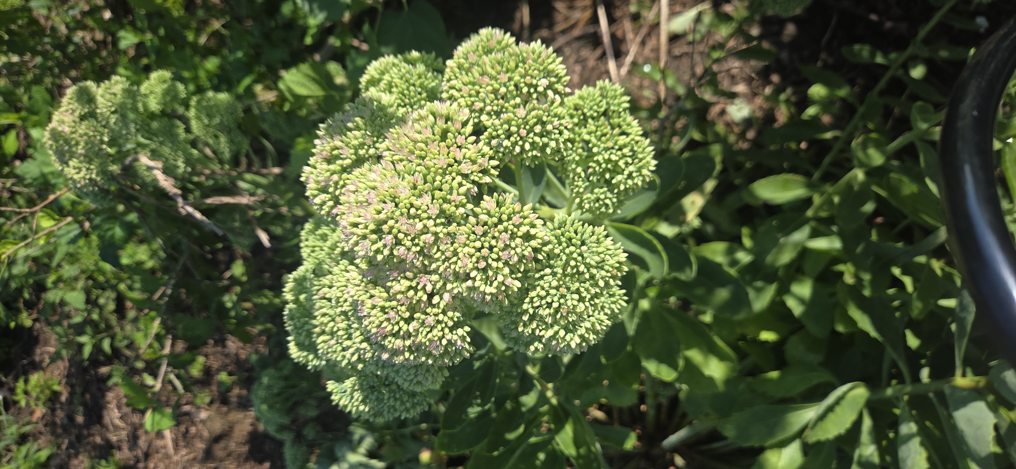 HYLOTELEPHIUM spectabile Autumn Joy