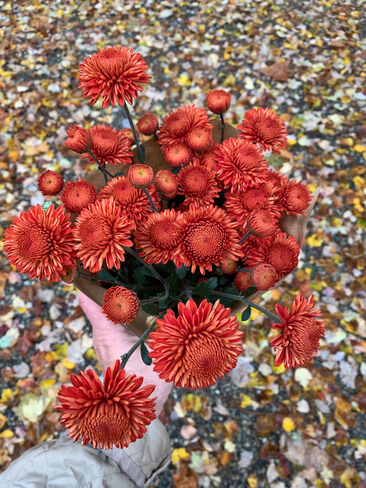 CHRYSANTHEMUM
